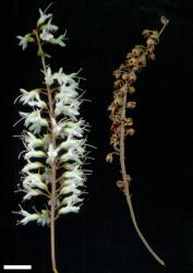 Veronica bishopiana. Inflorescence and infructescence. Scale = 10 mm.
 Image: M.J. Bayly & A.V. Kellow © Te Papa CC-BY-NC 3.0 NZ